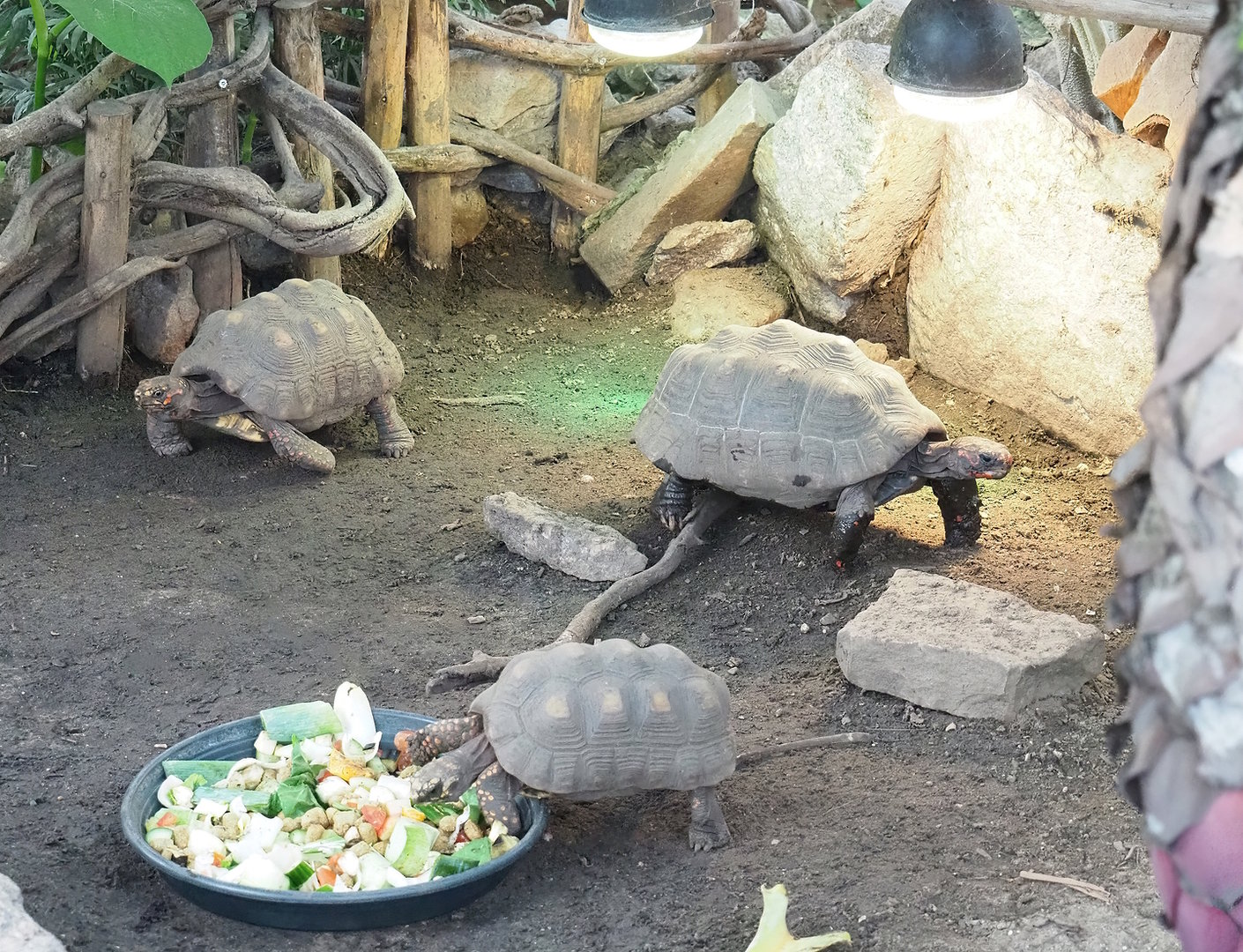 Red-footed tortoises (Chelonoidis carbonarius), 2022-10-09