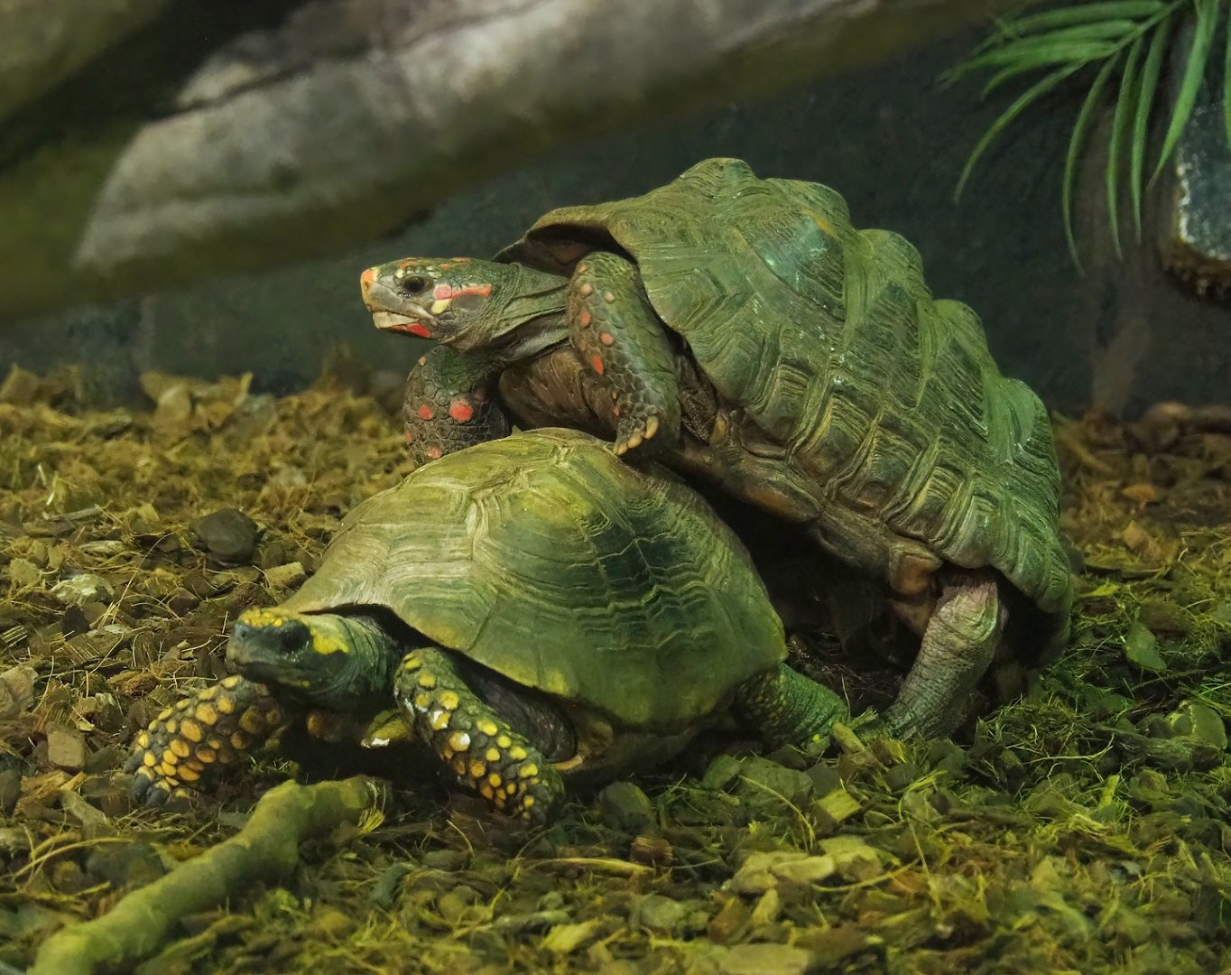 Red-footed tortoises (Chelonoidis carbonarius), 2023-05-15