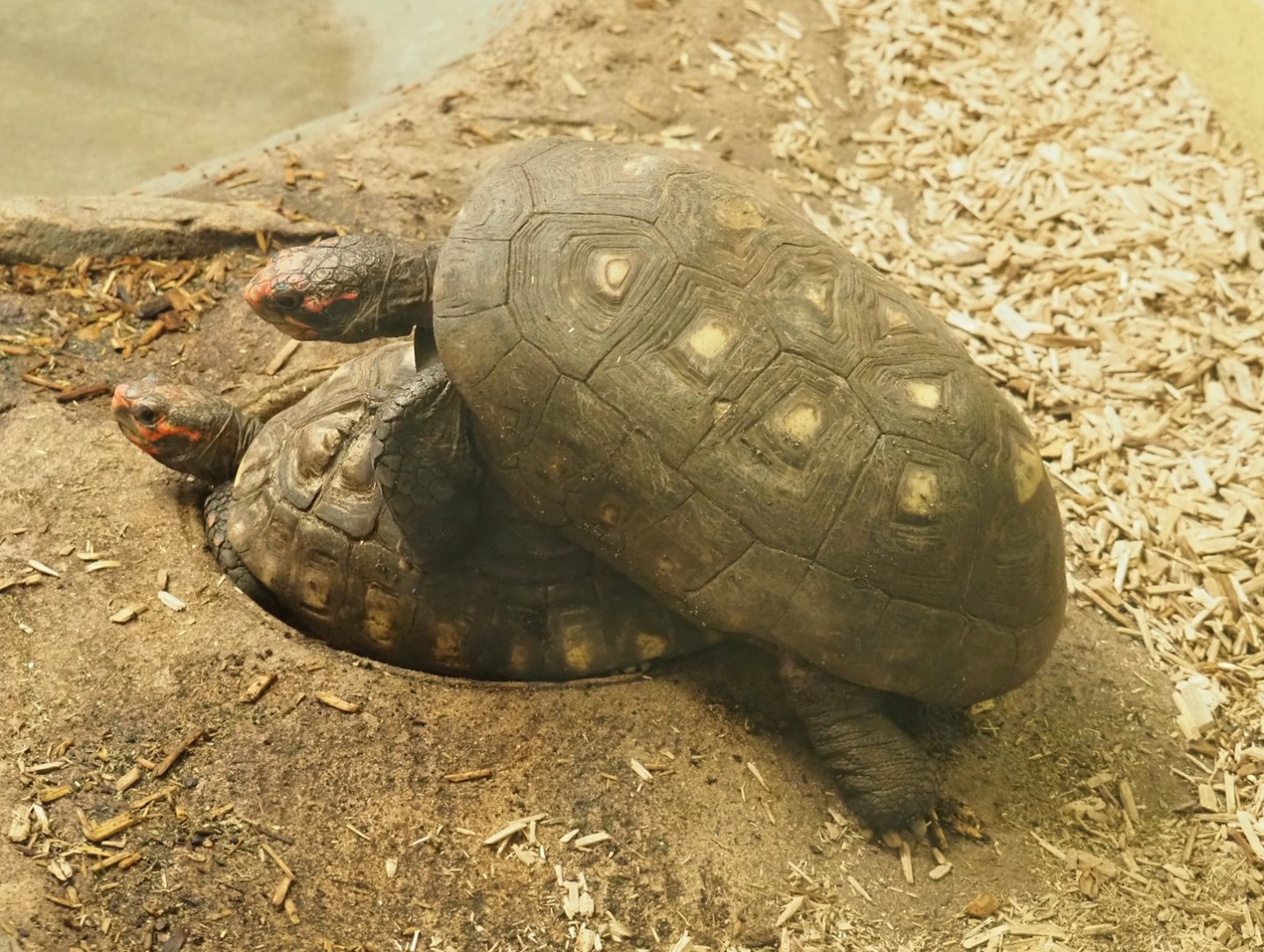 Red-footed tortoises (Chelonoidis carbonarius), 2023-07-02