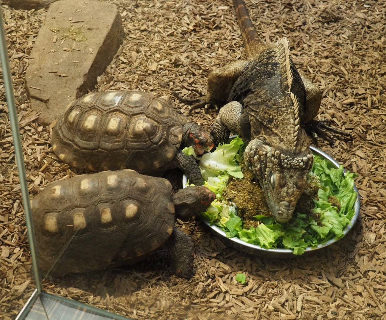 Red-footed tortoises  (Chelonoidis carbonarius) and Cuban iguana (Cyclura nubila nubila), 2024-02-17