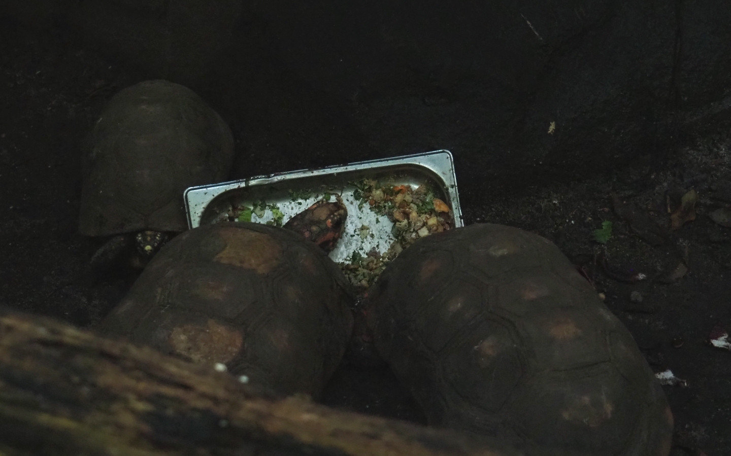 Red-footed tortoises (Chelonoidis carbonarius) feeding, Sep 16th, 2018