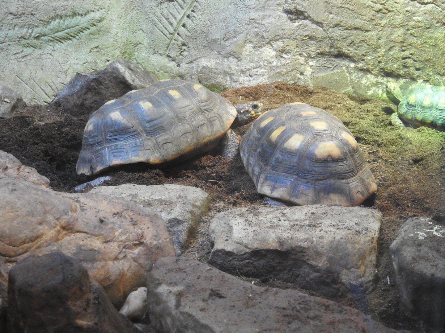 Red-Footed Tortoises (Chelonoidis carbonarius)