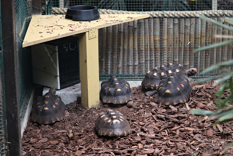 Red-footed tortoises (Chelonoidis carbonarius)