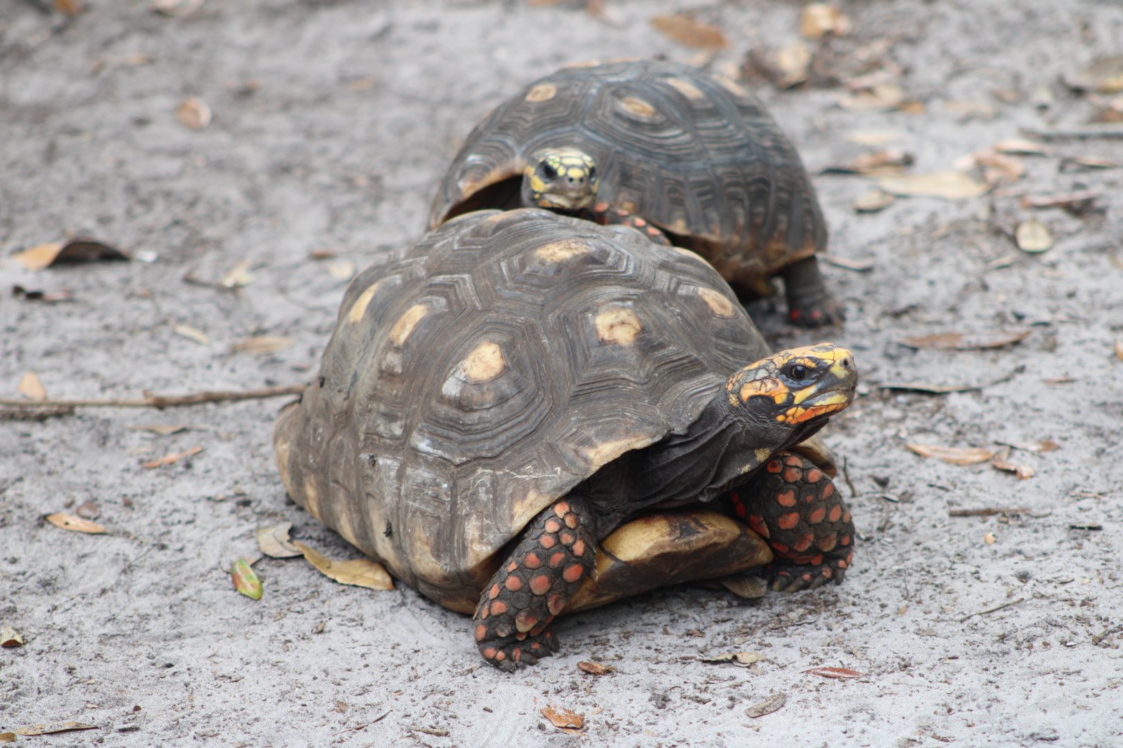 Red-Footed Tortoises (Chelonoidis carbonarius)