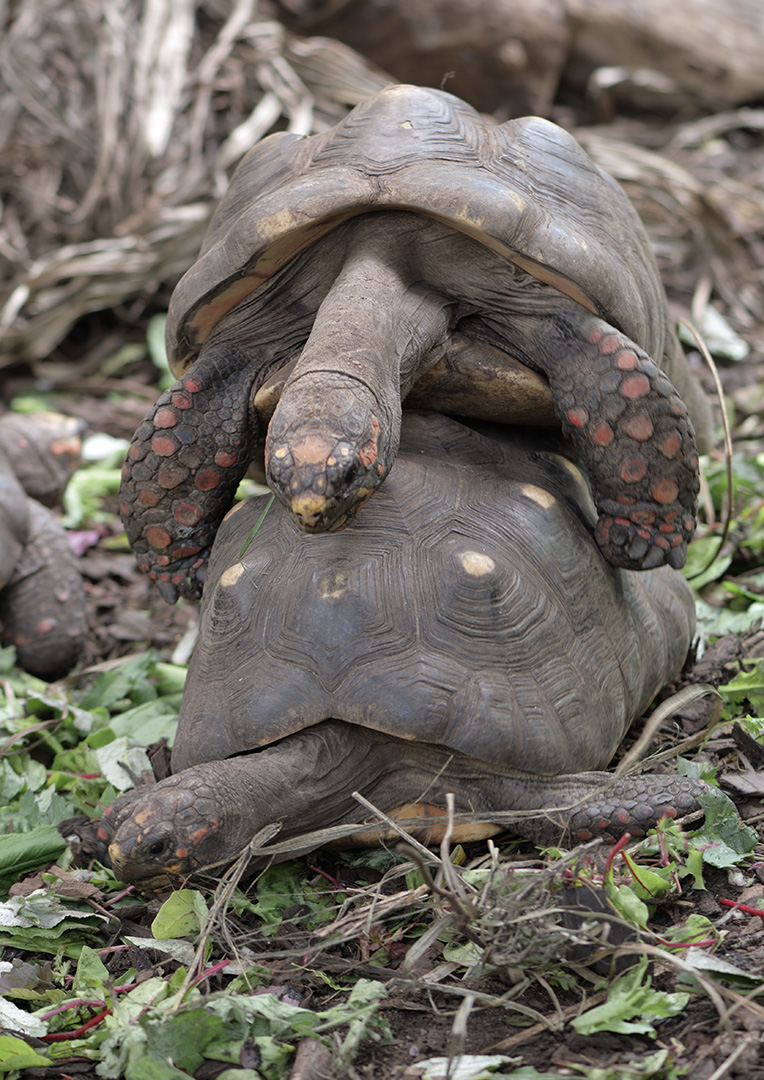 Red-footed tortoises mating