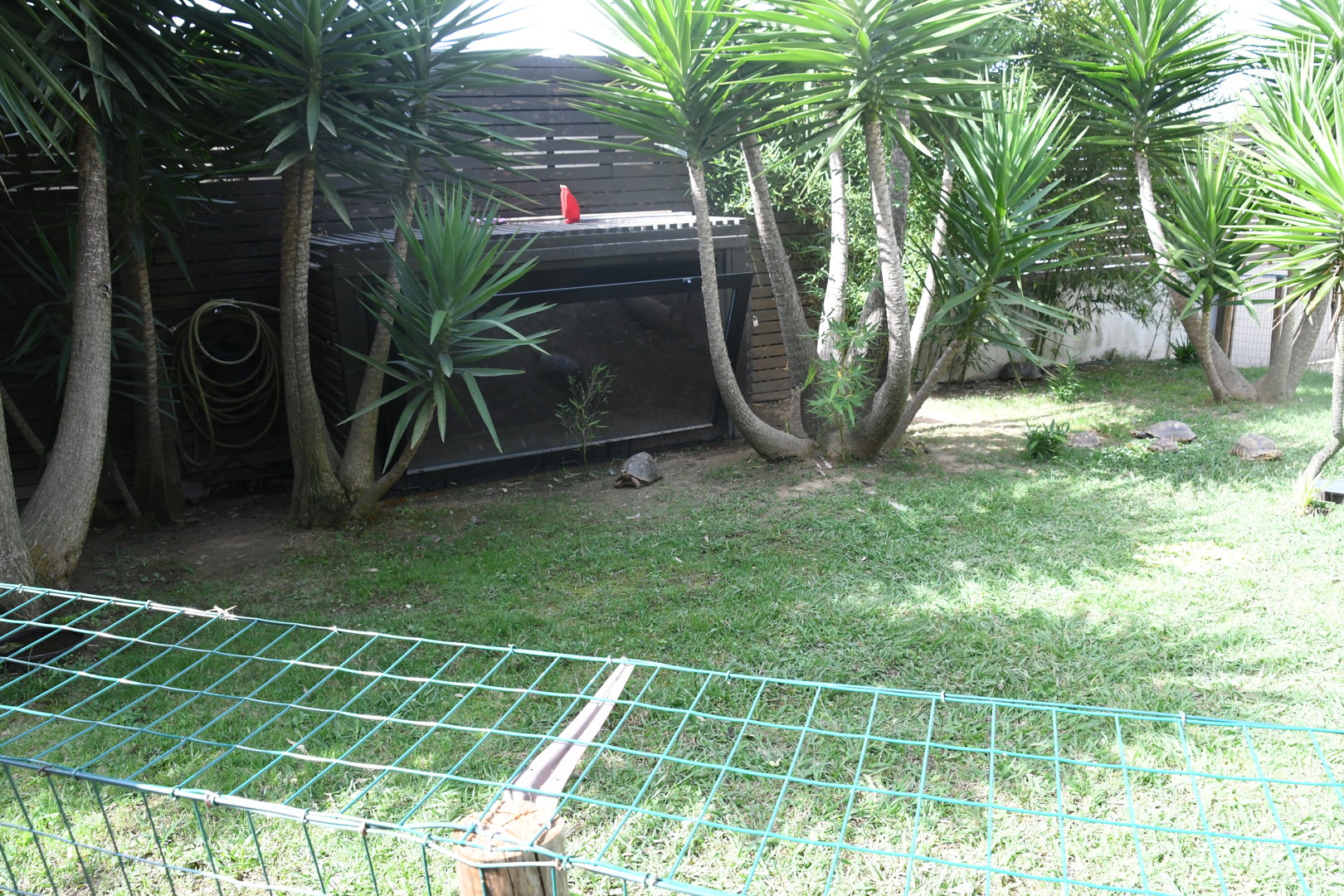 Red-footed Tortoises pen