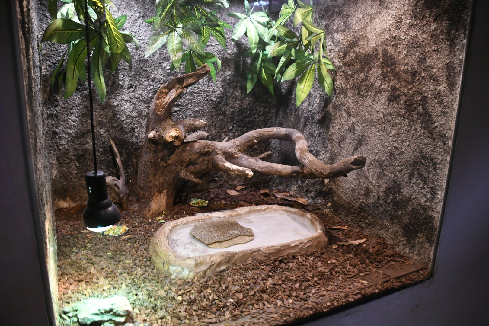 Red-footed Tortoises tank (Reptile House)