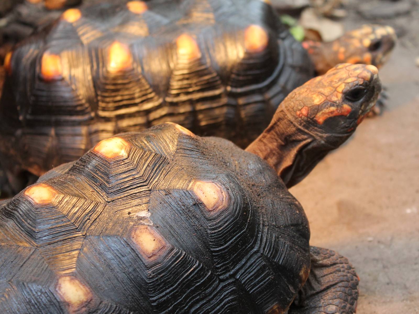 Red-footed tortoises