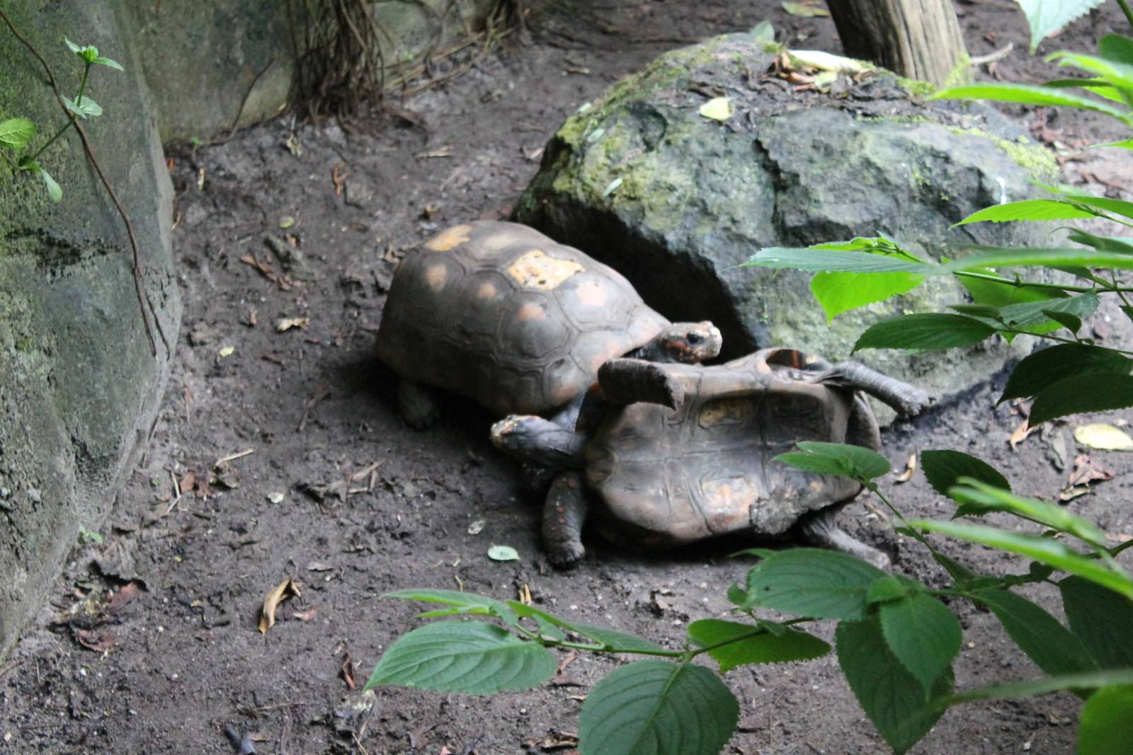 Red-footed tortoises
