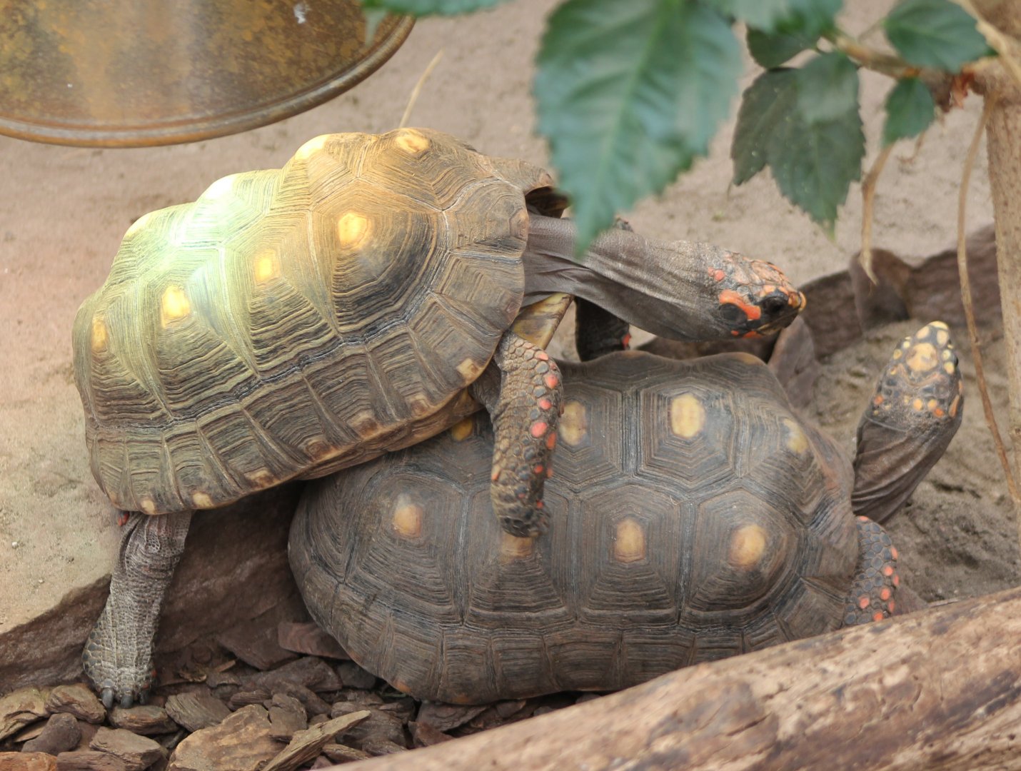 Red-footed Tortoises