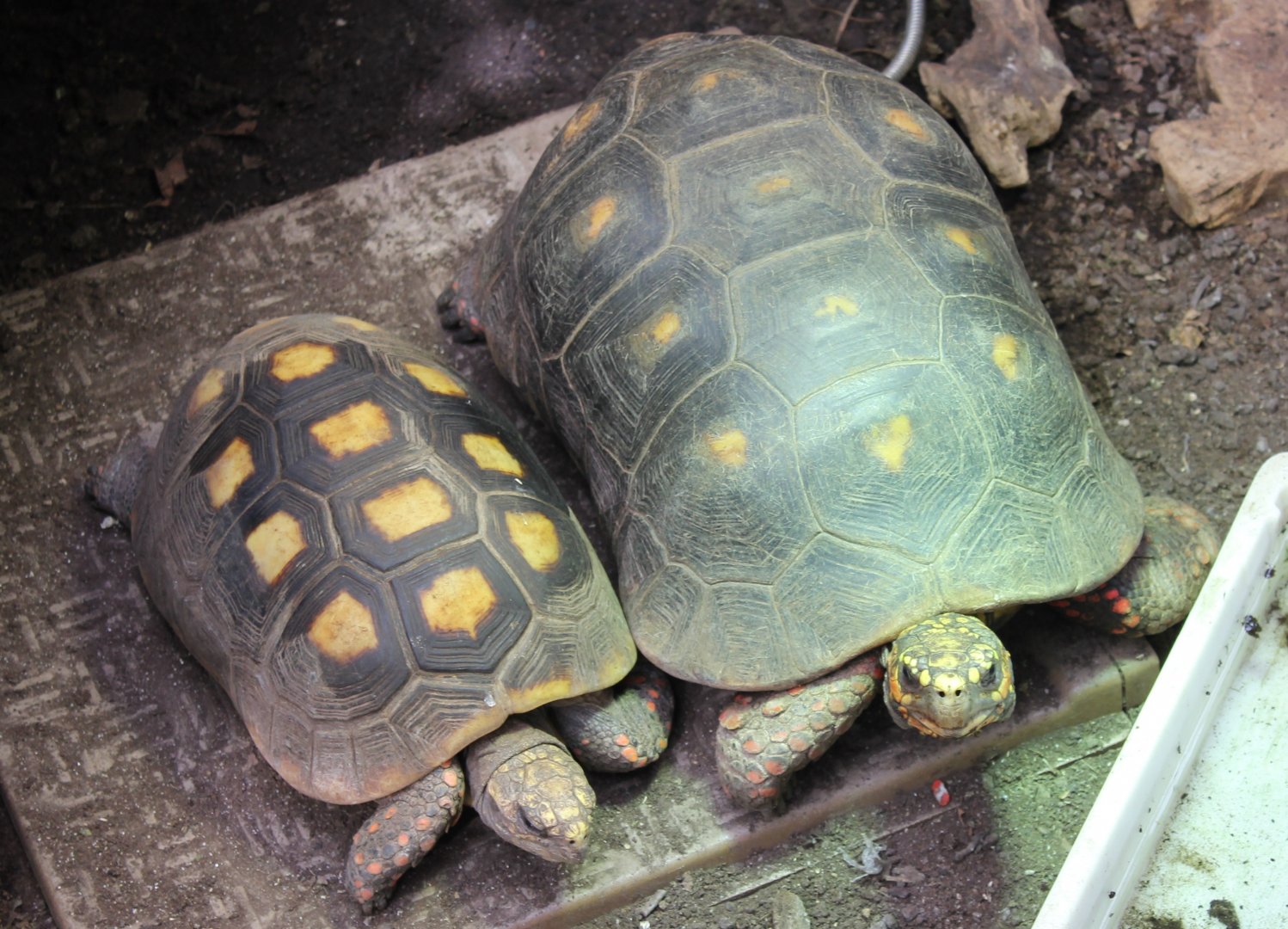 Red-footed tortoises