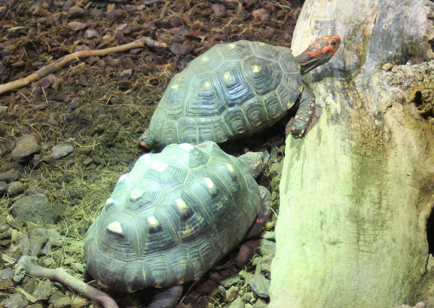 Red-footed tortoises