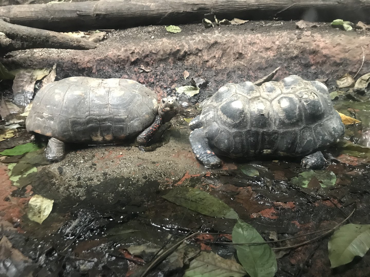 Red-footed tortoises