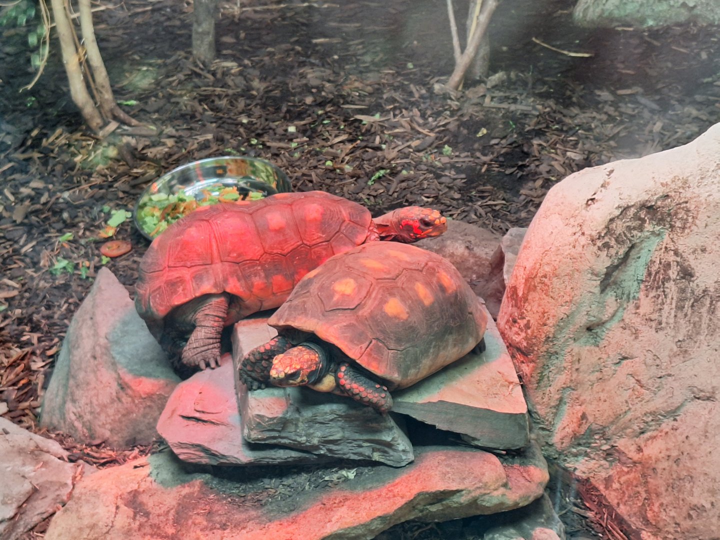 Red-footed Tortoises