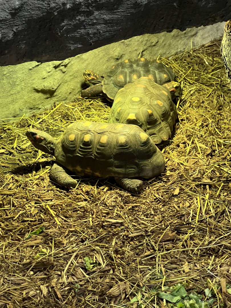 Red-Footed Tortoises