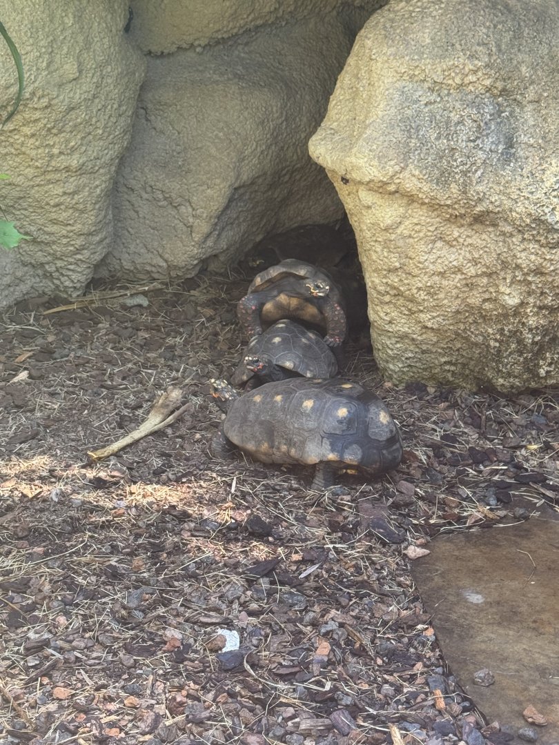 Red-Footed Tortoises