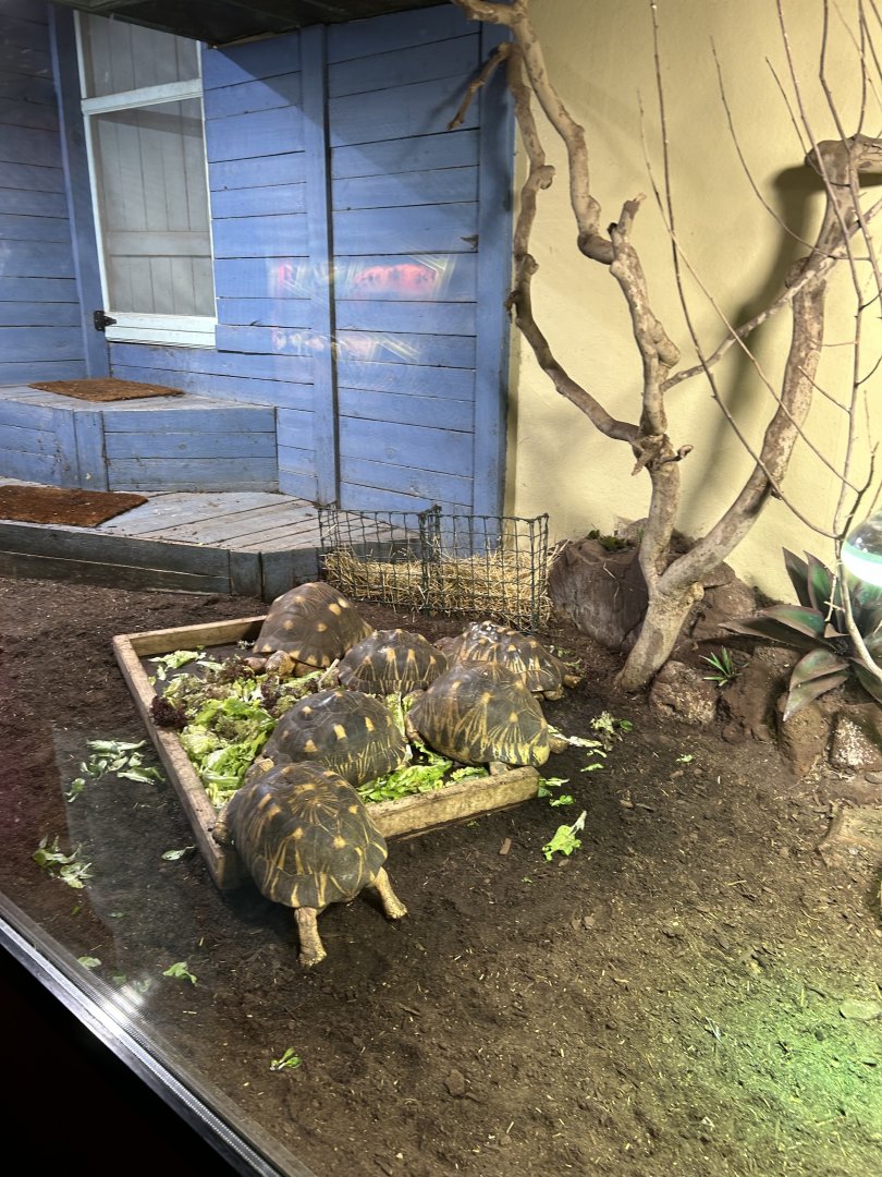 Red-footed tortoises