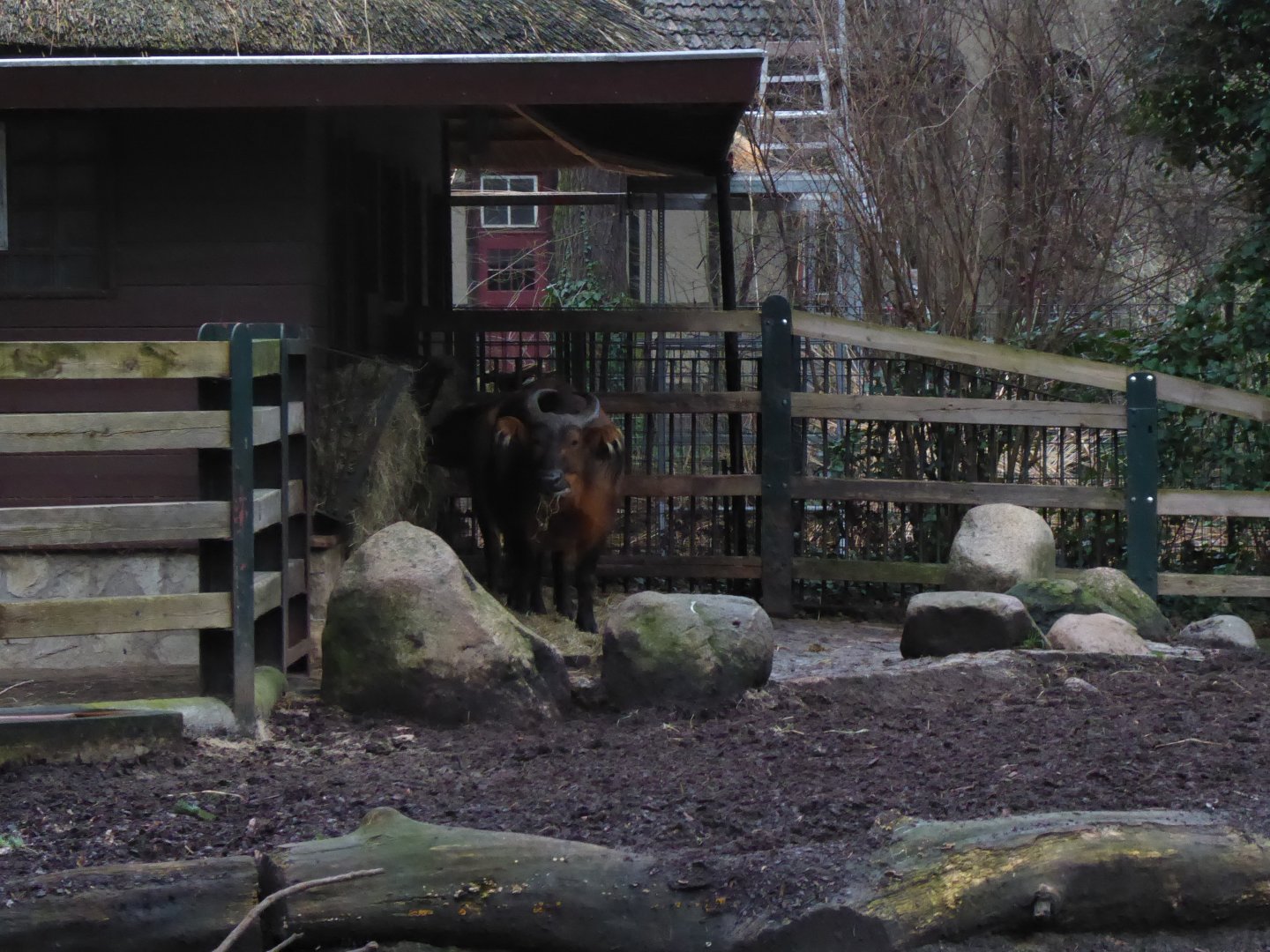 Red forest buffalo 290118