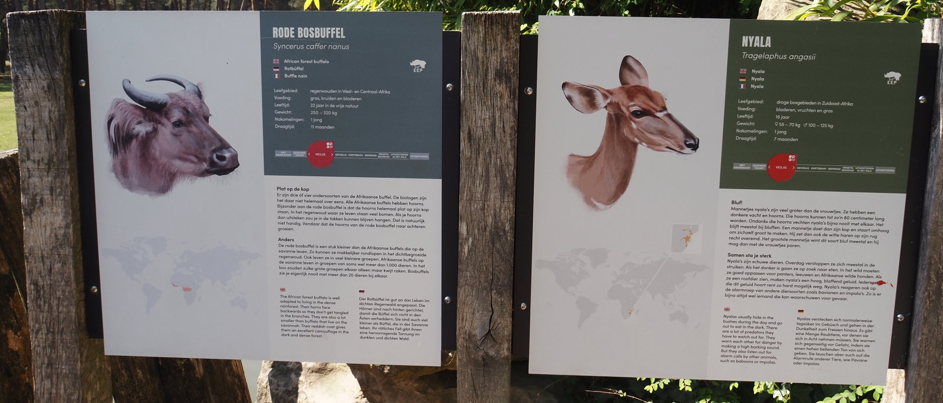 Red forest buffalo and Lowland nyala signage, 2025-04-30