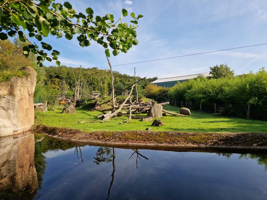 Red Forest Buffalo / Drill exhibit