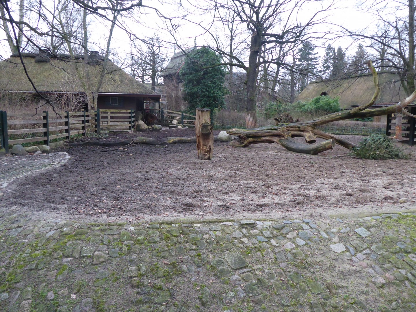 Red forest buffalo enclosure 290118