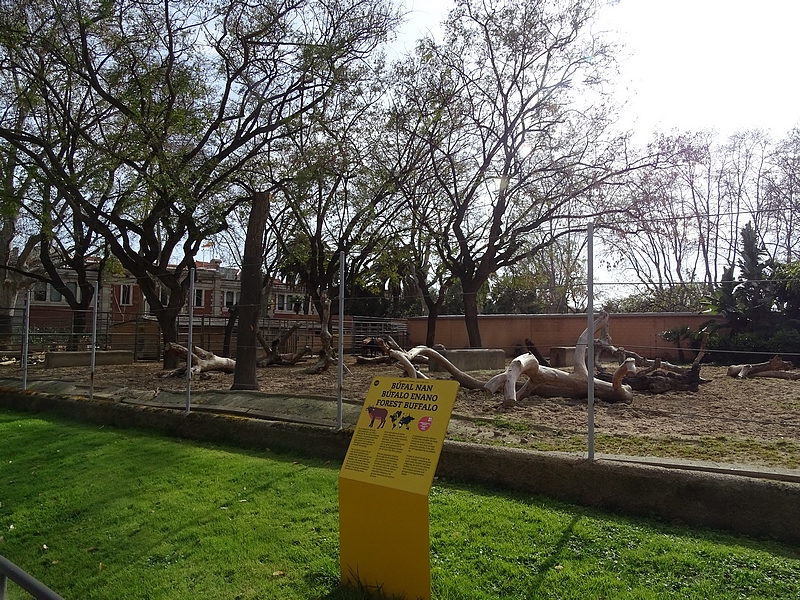 Red forest buffalo enclosure
