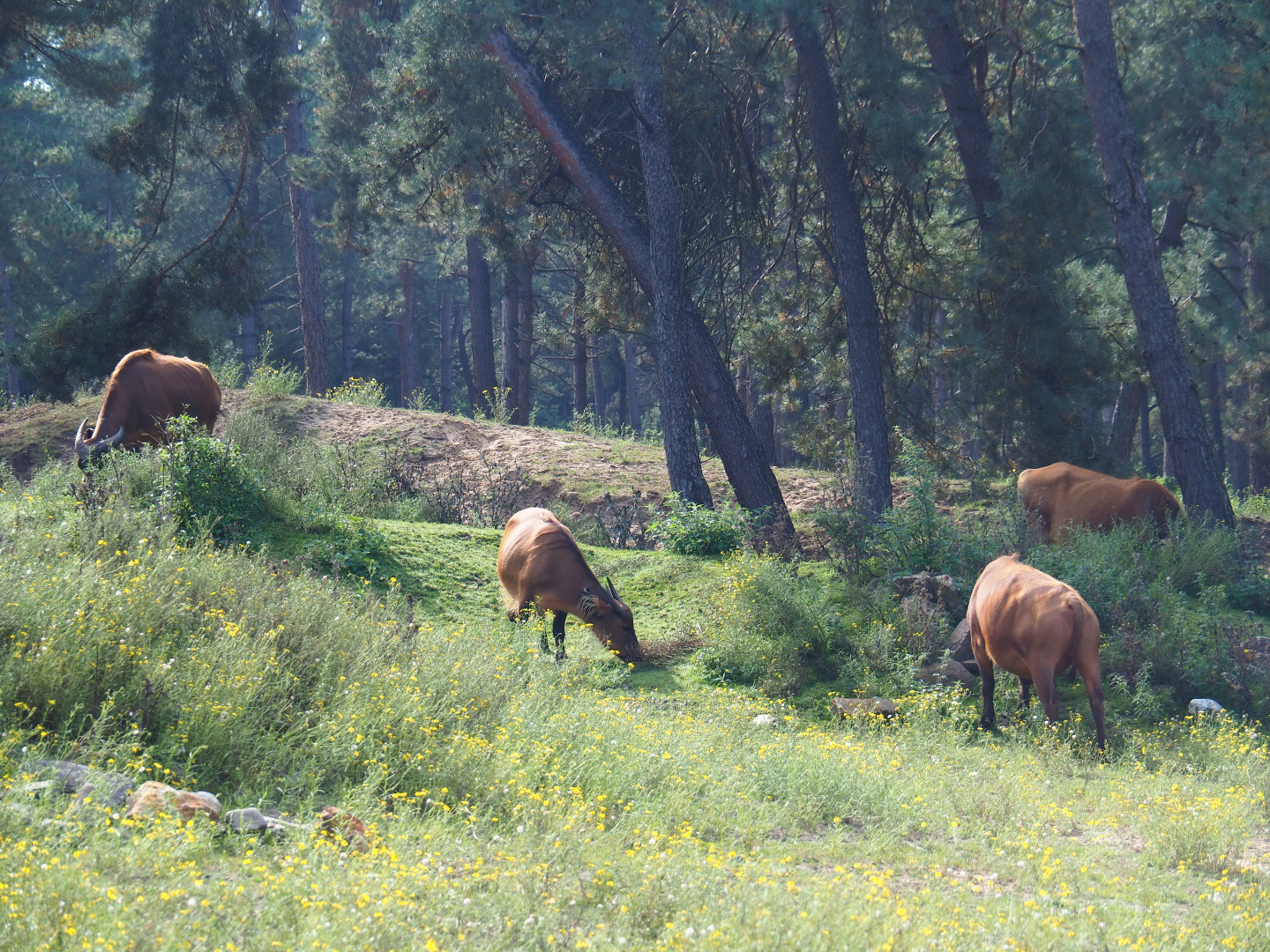Red forest buffalo herd (Syncerus caffer nanus), 2019-09-15