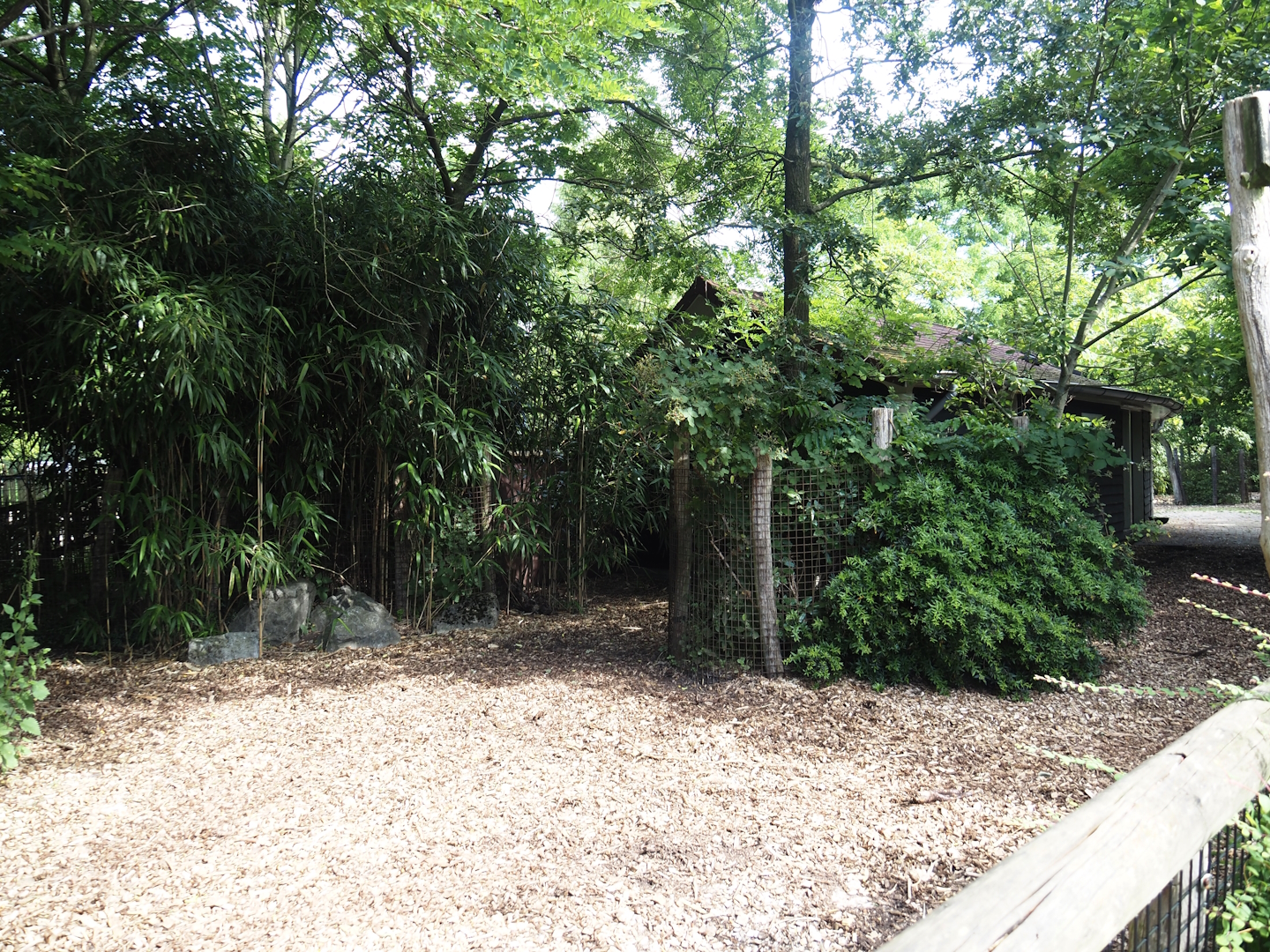 Red forest buffalo paddock, 2024-06-30