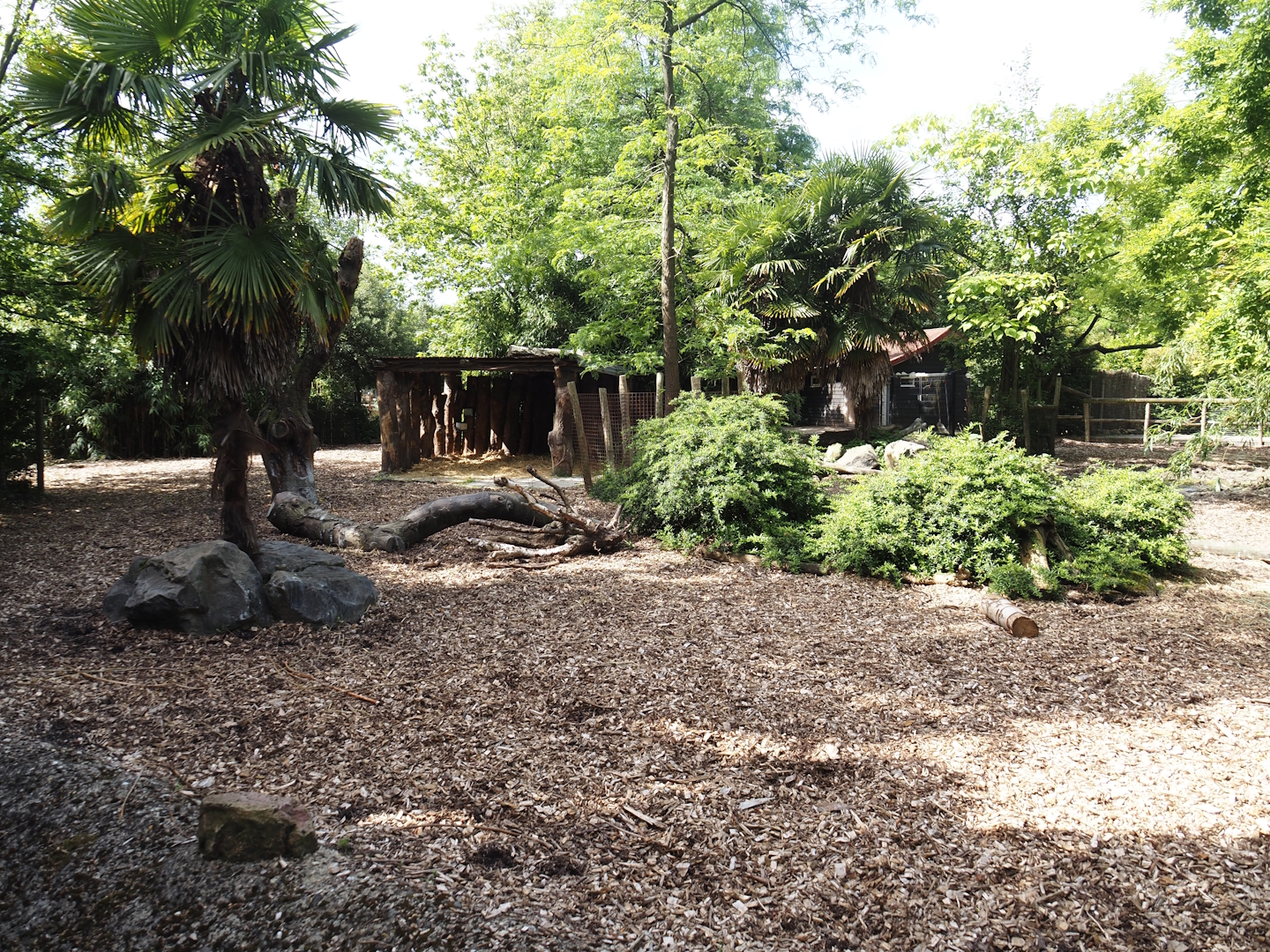 Red forest buffalo paddock, 2024-06-30
