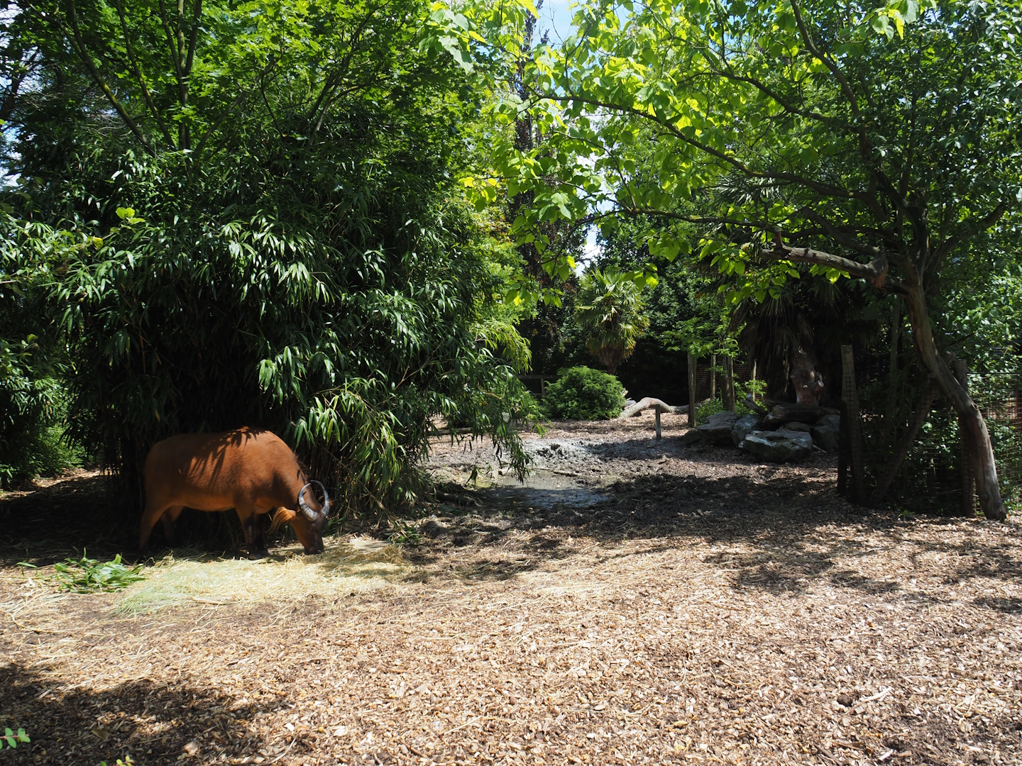 Red forest buffalo paddock, 2024-06-30
