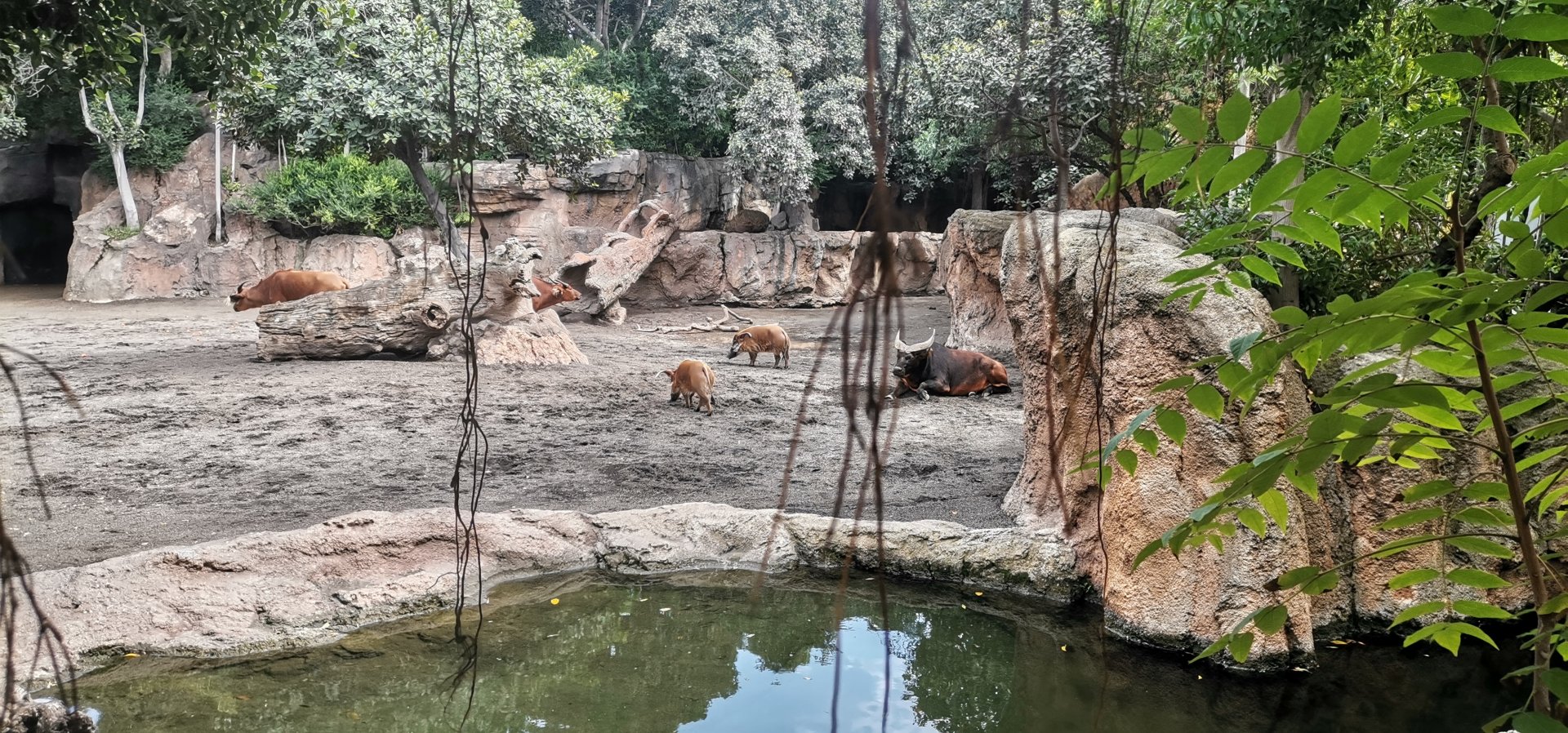 Red Forest Buffalo / Red River Hog