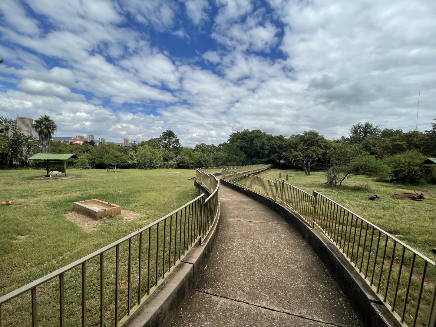 Red Forest Buffalo (right) and Arabian Oryx (left) Exhibits (Syncerus caffer nanus, Oryx leucoryx)