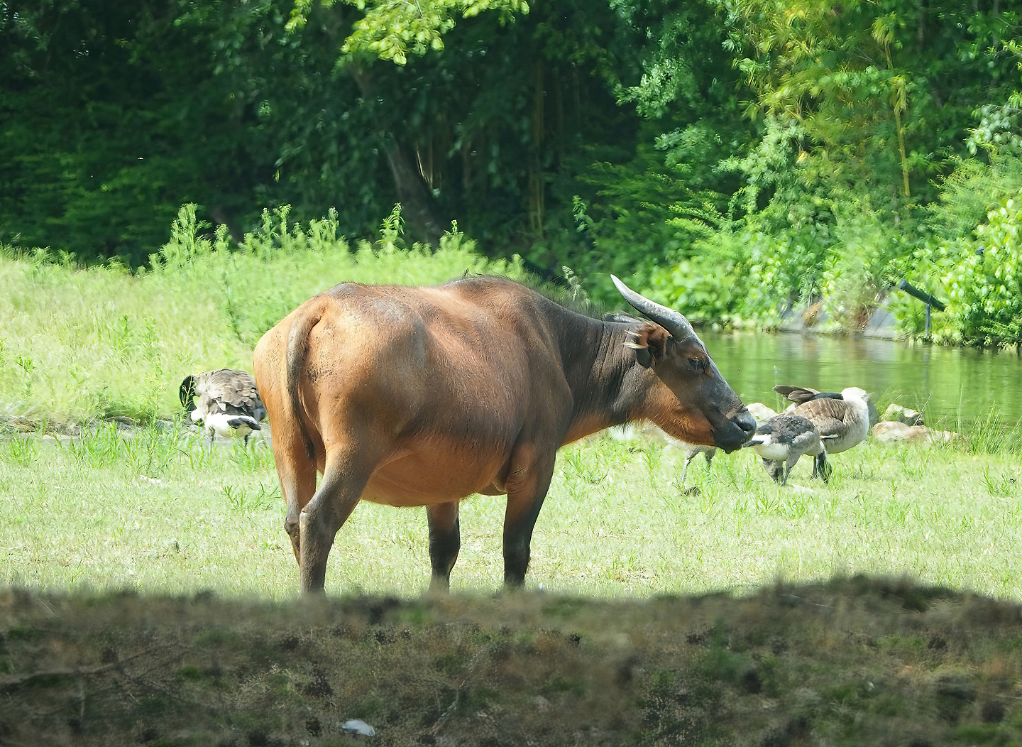Red forest buffalo (Syncerus caffer nanus), 2022-06-12