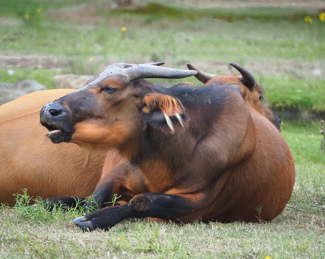 Red forest buffalo (Syncerus caffer nanus), 2023-08-15