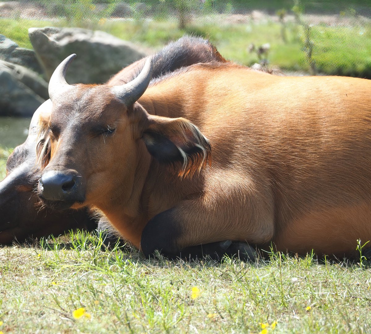 Red forest buffalo (Syncerus caffer nanus), 2023-08-15