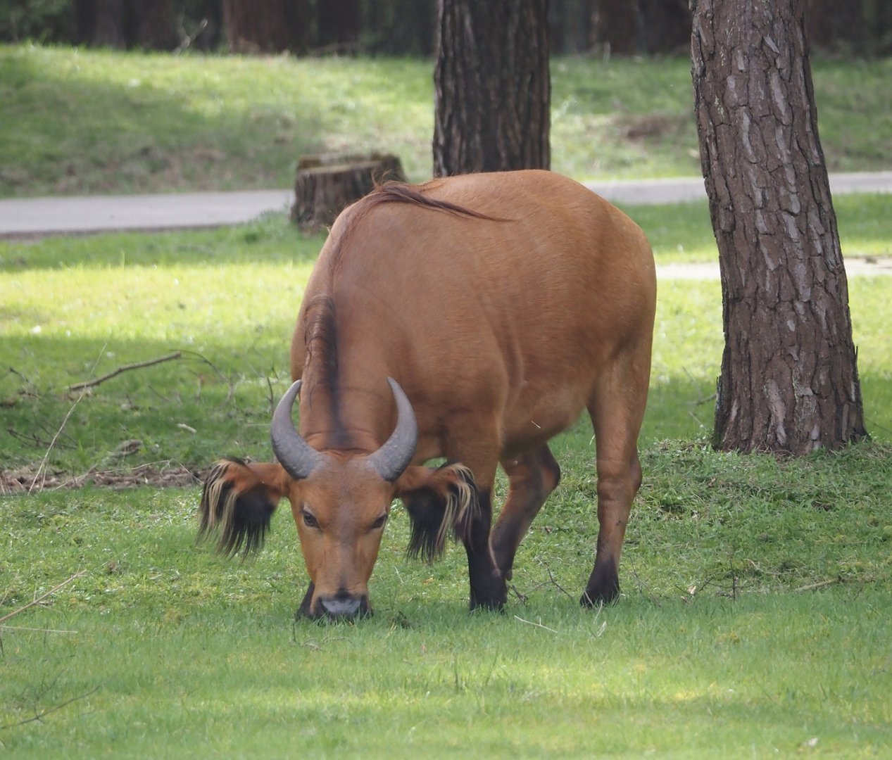 Red forest buffalo (Syncerus caffer nanus), 2024-04-06