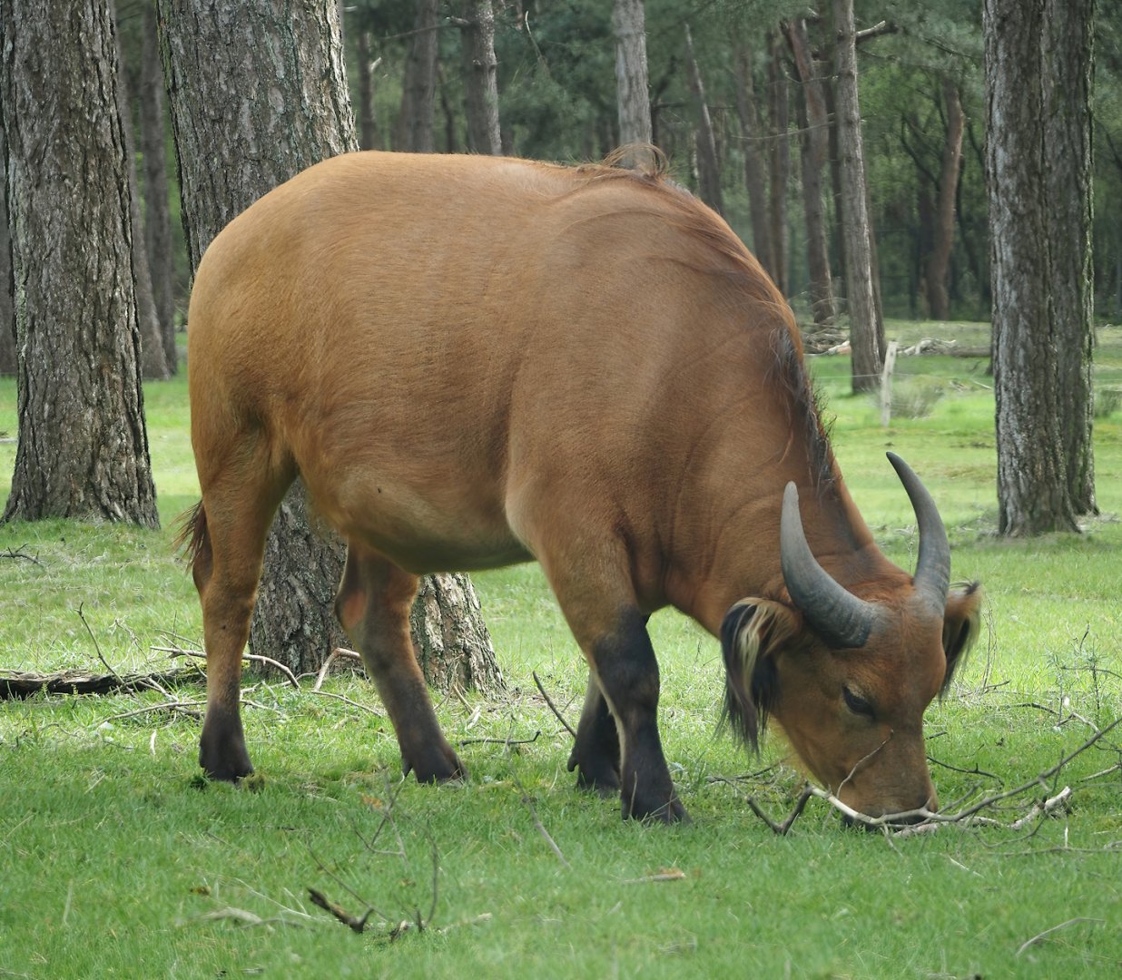 Red forest buffalo (Syncerus caffer nanus), 2024-04-06