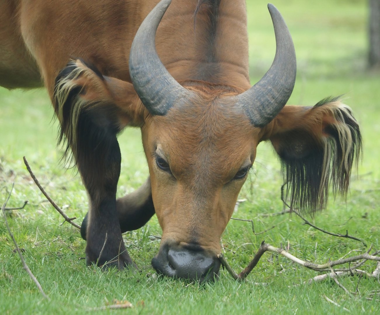 Red forest buffalo (Syncerus caffer nanus), 2024-04-06