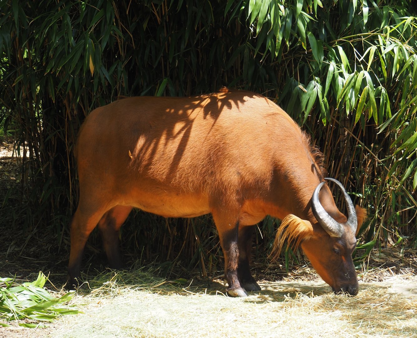 Red forest buffalo (Syncerus caffer nanus), 2024-06-30