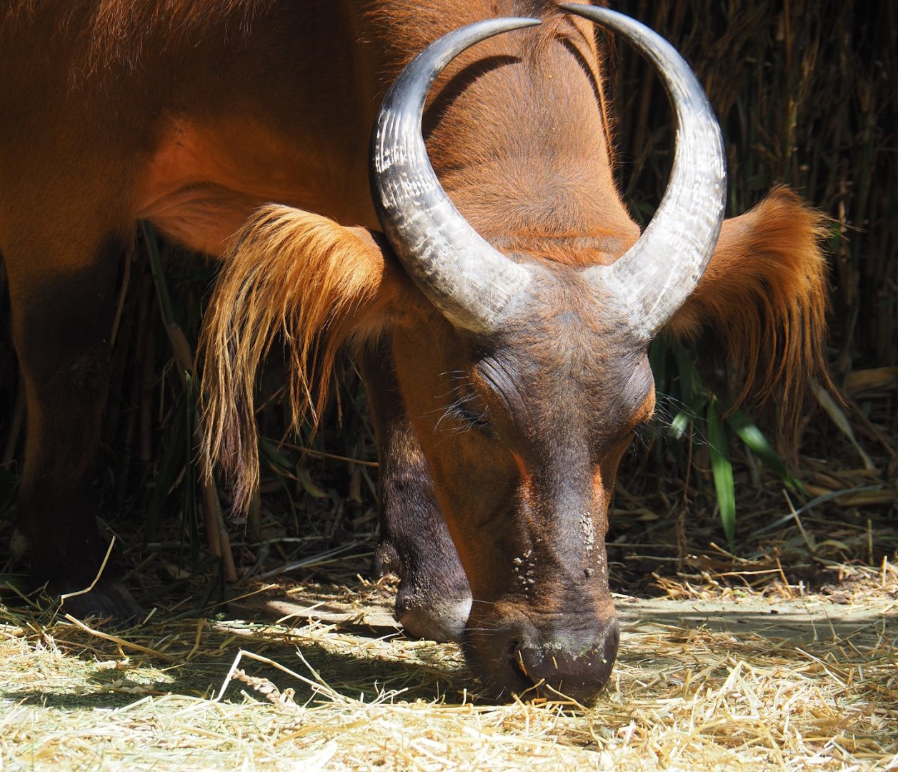 Red forest buffalo (Syncerus caffer nanus), 2024-06-30