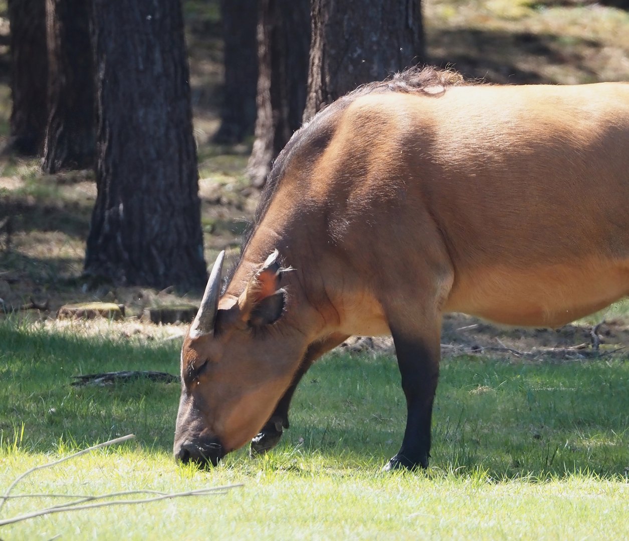 Red forest buffalo (Syncerus caffer nanus), 2025-04-30
