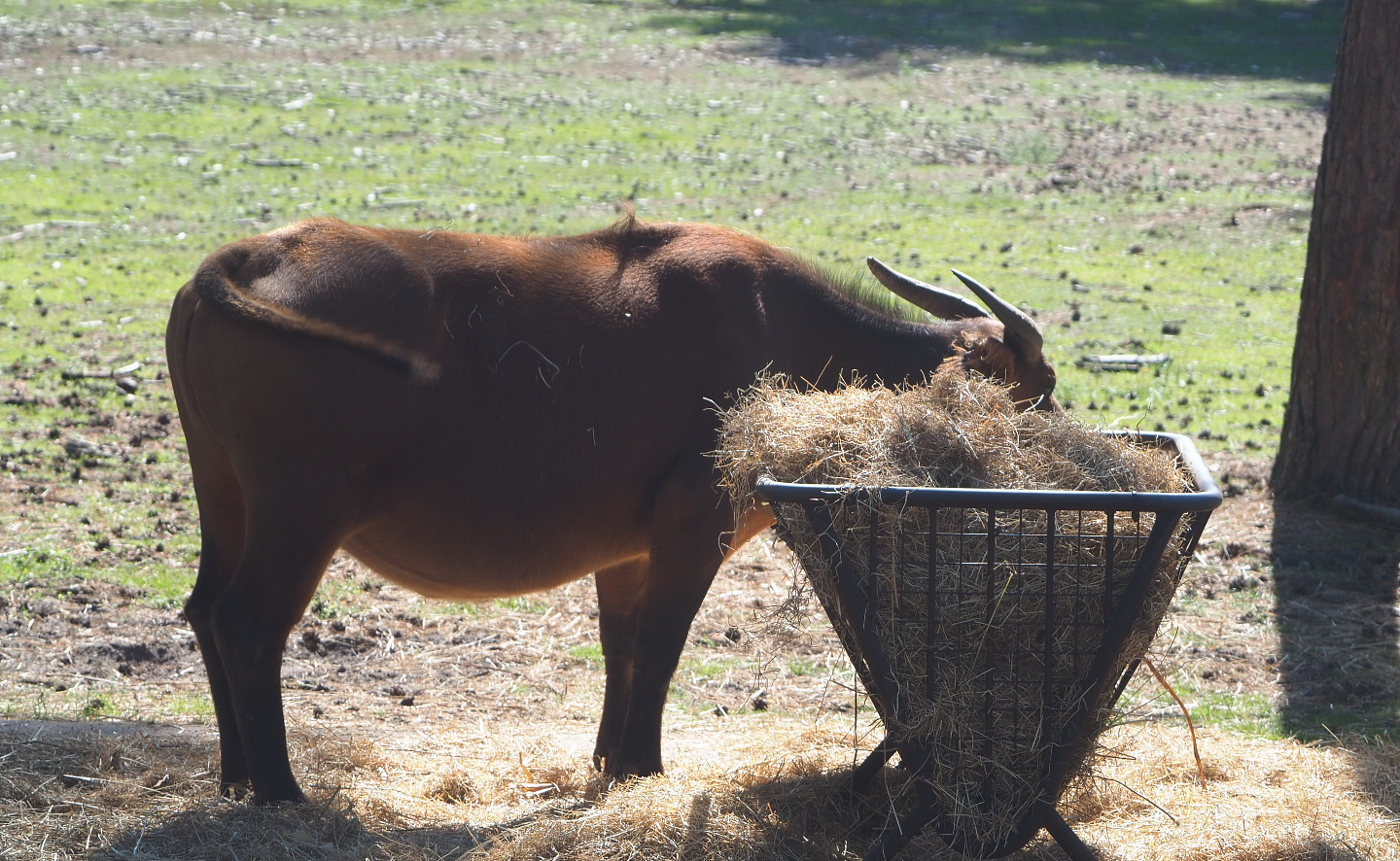 Red forest buffalo (Syncerus caffer nanus) eating hay, 2019-09-15