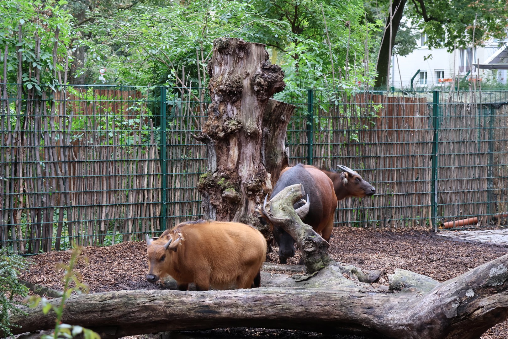 Red Forest Buffalo (Syncerus caffer nanus)