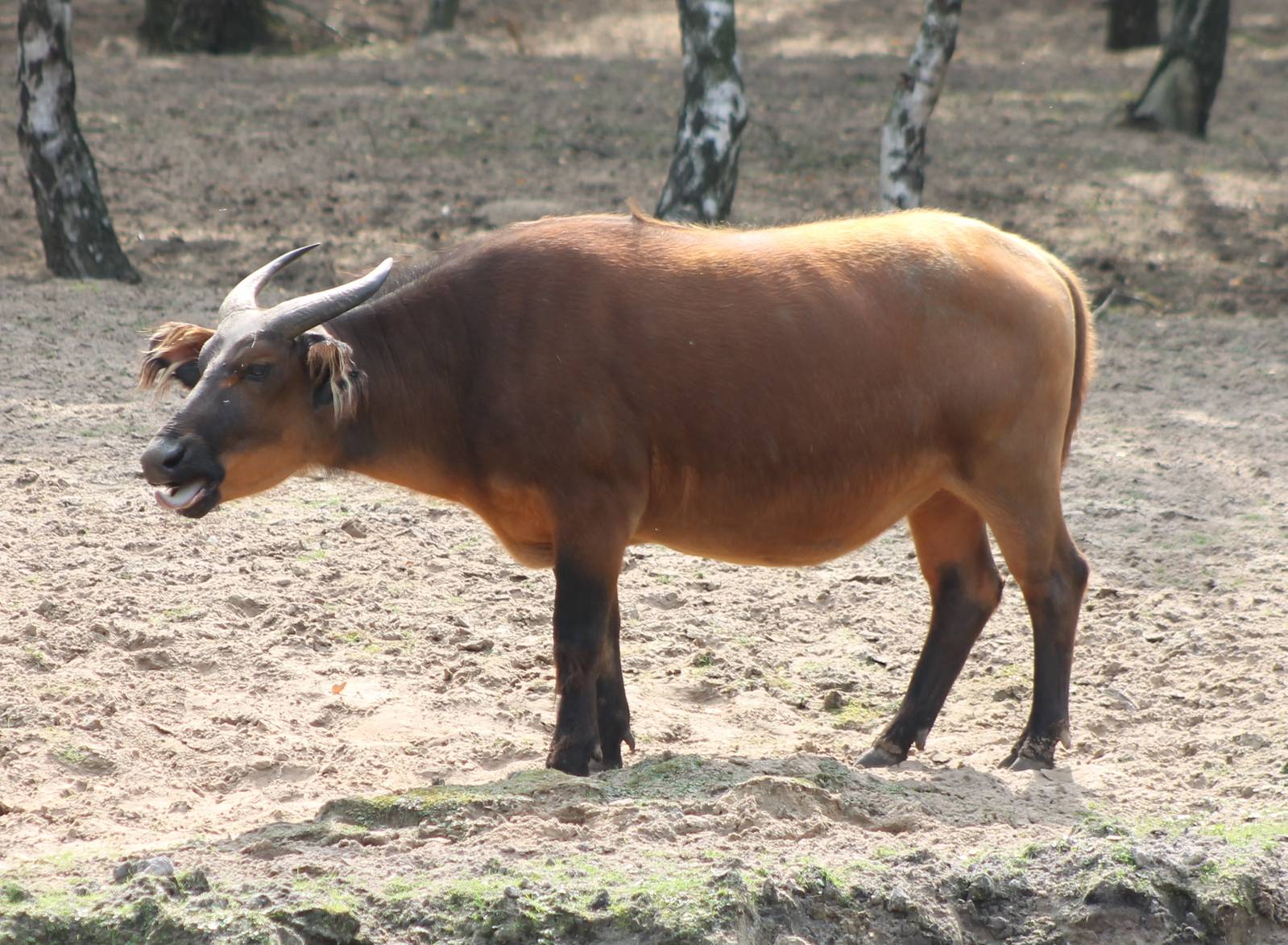 Red forest buffalo