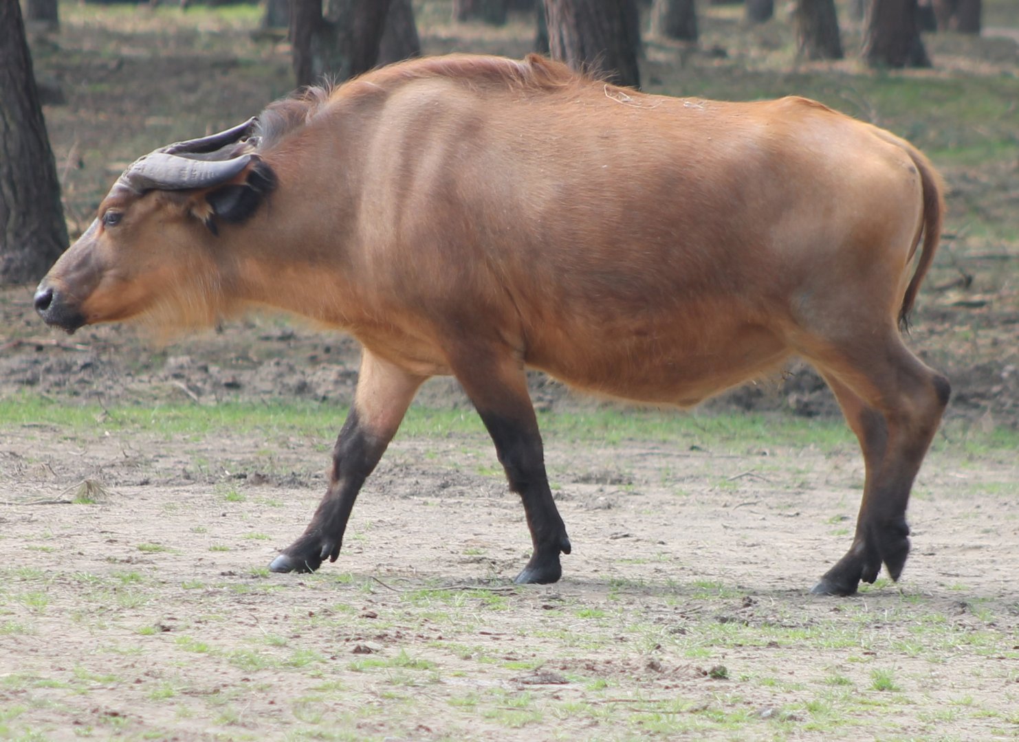 Red forest buffalo