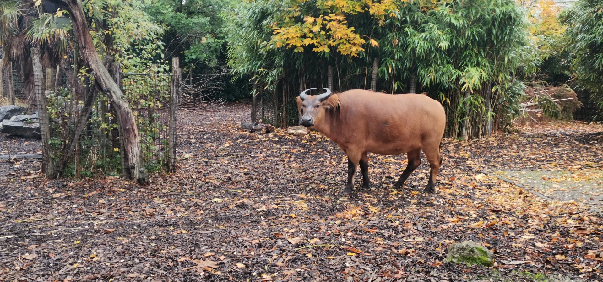 Red Forest Buffalo
