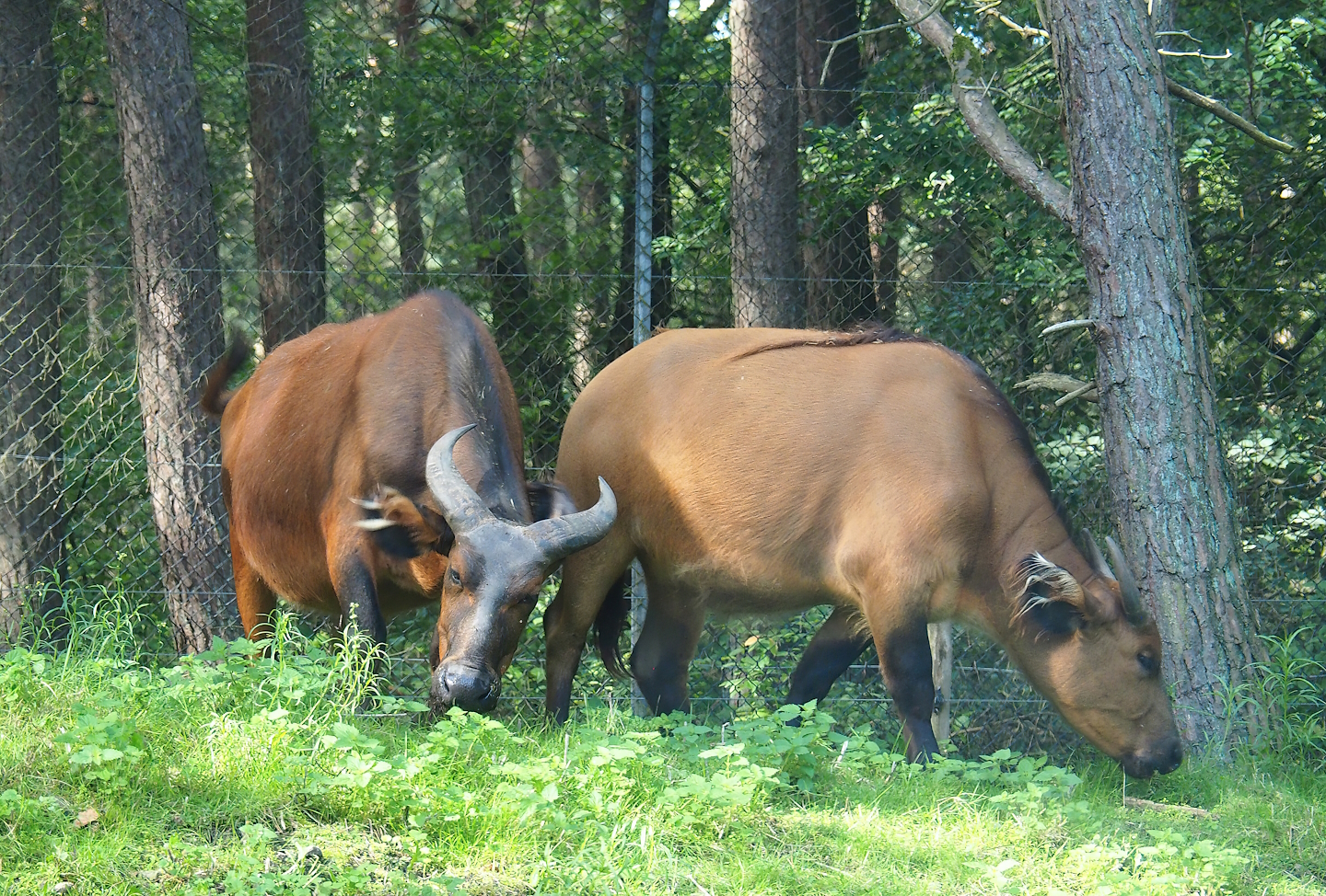 Red forest buffaloes (Syncerus caffer nanus), 2023-08-15