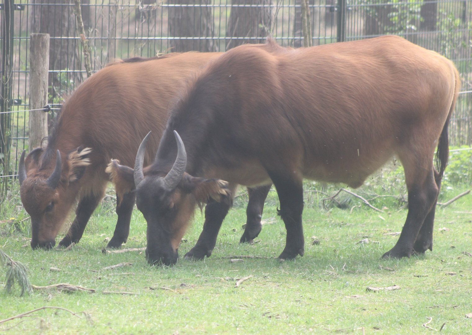 Red forest buffalo's