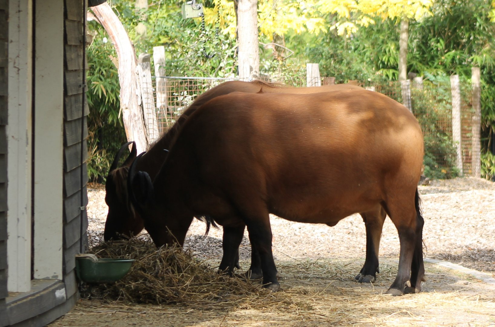 Red forest buffalo's