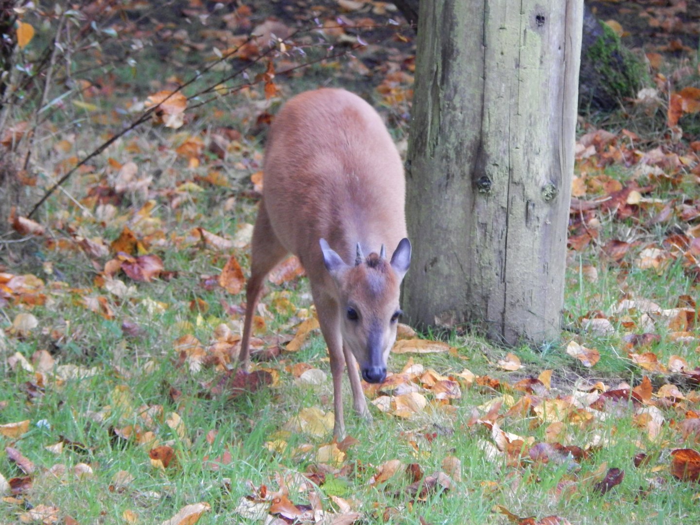 Red forest duiker 191021